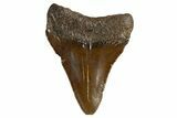 Serrated, Juvenile Megalodon Tooth - South Carolina #312115-1
